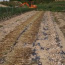 가음농장 이미지