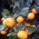 우영농장 이미지