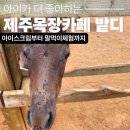 아이로제주 | 제주 목장카페 밭디 아이랑 다녀온 서귀포 이색카페 솔직후기