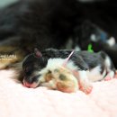 라임레이디 이미지