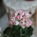 러블리몽 이미지