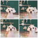 오도꾸 애견샵 이미지