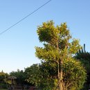 무명화가의 집 이미지