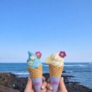 바다슈퍼 | 제주 수퍼플라워 카페 구좌읍 바다뷰 꽃카페 솔직후기 (주차정보 포함)