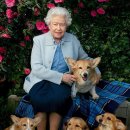 프린스 코기 이미지