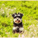 하얀강아지 이미지