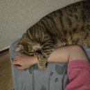 포항이동안마원 이미지