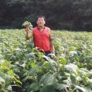 흥왕농장 이미지