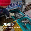 거성시장 | 통영 태평동횟집 거성활어 포장후기