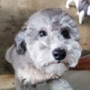 스타애견샵 이미지