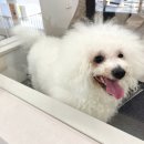 ARTEAM DOG 네이버블로그