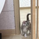 러블리메인쿤 이미지