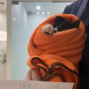 강서하이동물병원 이미지