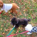 개좋은날 이미지