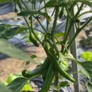 해피농장 이미지