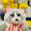 구영 고양이 무마취 미용 | 대구 달서구 밀꼬냥 랙돌고양이 미용목욕후기 대구고양이무마취미용