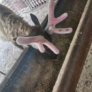 사슴농장 이미지