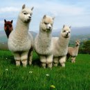 알파카(ALPACA)
