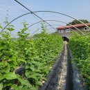 재호농장2 이미지