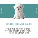 오븐마루 미아뉴타운점 | 강북구 미아동 미아뉴타운 래미안트리베라 강아지 매트 시공 뛰놀마루와 함께