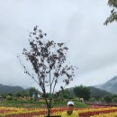 연천군 성산 한탄강y출렁다리. 이미지