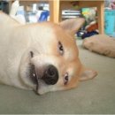 씻겨줄개 이미지