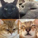 고양이별 캣 카페 이미지