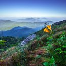 비밀의화원 이미지