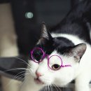 멍이냥이하우스 이미지