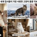 개냥이 세계 이미지