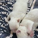 베리하우스 켄넬 이미지