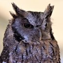 복부엉이PC 이미지