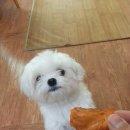 BOB 애견용품 아울렛 이미지