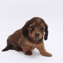 마스터 동물의료센터 이미지