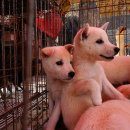 모란시장 이미지