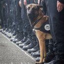 애견백과 - 벨지안 쉽도그 말리노이즈 (Belgian Sheepdog Malinois) 이미지