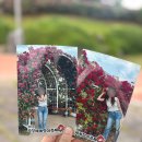 묵촌마을회관 내 | 곡성세계장미축제 후기 🌹 현재 개화 상태 &amp; 이번주말 방문 추천