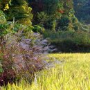 오학초등학교 이미지