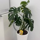 아미2길 이미지