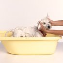 강아지분양 고양이분양 헬로브리더 이미지