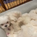 히든밸리켄넬 이미지