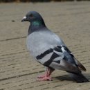 서산초교 이미지