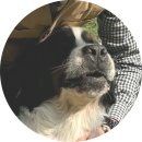 그루비독 이미지