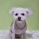 깎을건댕? 이미지