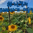 난정리(해바라기정원) 이미지