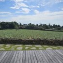 금악가반 이미지