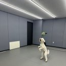 전주애견유치원 몽카롱 | 상큼한 애견 유치원,전주애견유치원 이용 후기