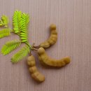 타마린드 이미지