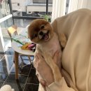 엘로이펫(L.ROYpet) 이미지