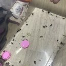 153팜